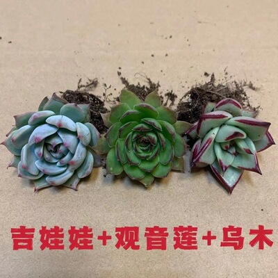 多肉植物组合套餐吉娃娃 乌木 观音莲  入门装新手好养活肉肉盆栽