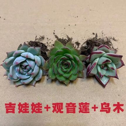 多肉植物组合套餐吉娃娃 乌木 观音莲  入门装新手好养活肉肉盆栽
