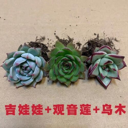 多肉植物组合套餐吉娃娃 乌木 观音莲  入门装新手好养活肉肉盆栽
