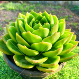 大翠花多肉植物老桩高颜值室内冰城白玫瑰肉肉盆栽阳台新手绿植