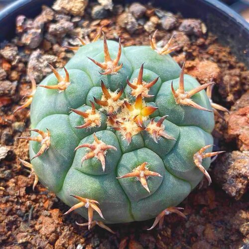 实生猫爪天平稀有贵货仙人球多肉植物尤伯球梦想仙人球盆栽防辐射