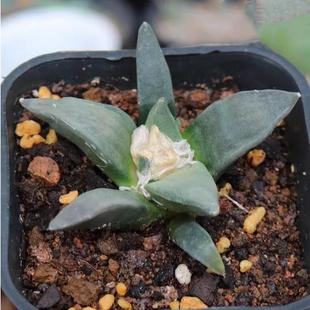 实生岩牡丹 稀有精养开花仙人掌多肉室内阳台桌面防辐射小盆栽