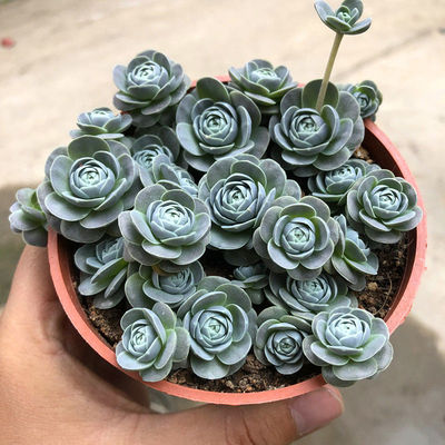 绿植群生子持莲华花卉多肉植物