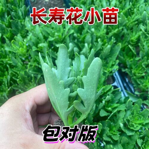 新品长寿花大全金狐狸盆栽大花重瓣四季开花室内外阳台绿植花卉