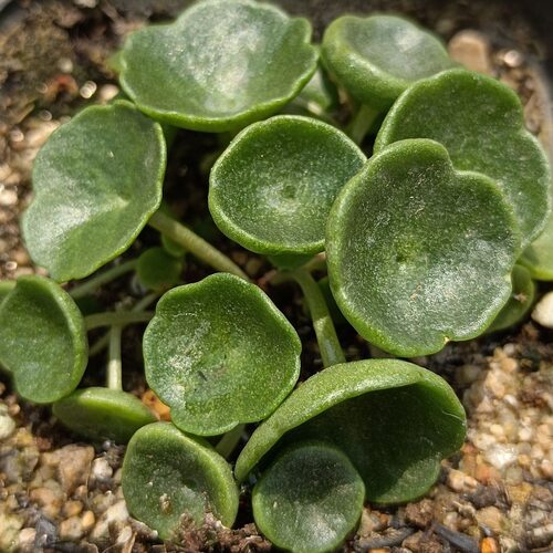 玉杯叶球多肉兰雨伞小酒杯开花好养景天盆栽室内阳台块根植物