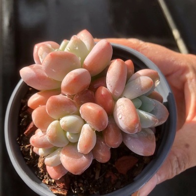 贵货多肉植物盆栽花卉洛神