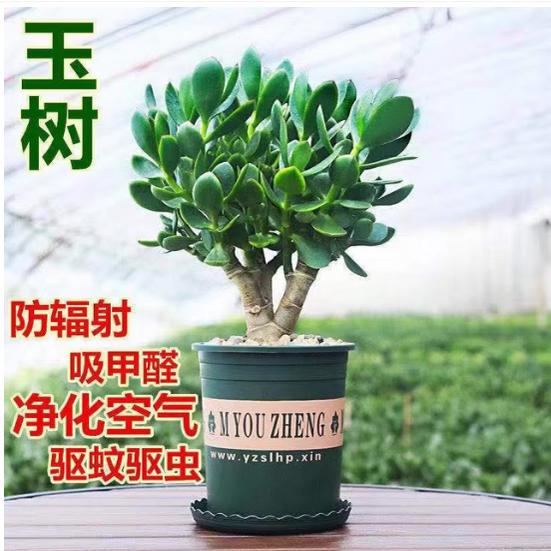 多肉玉树老桩树苗盆栽图片