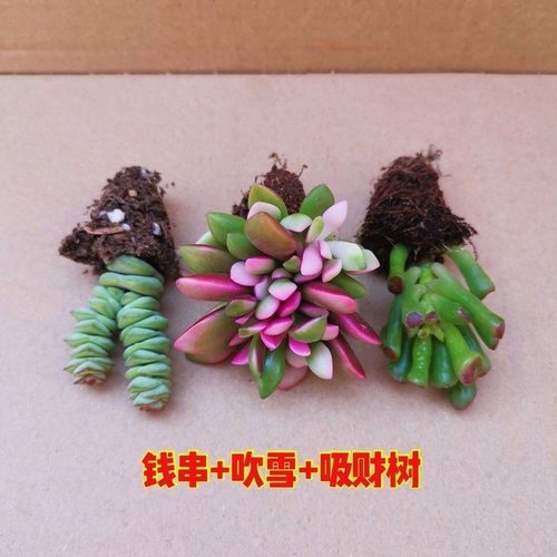 网红爆款多肉植物盆栽组合
