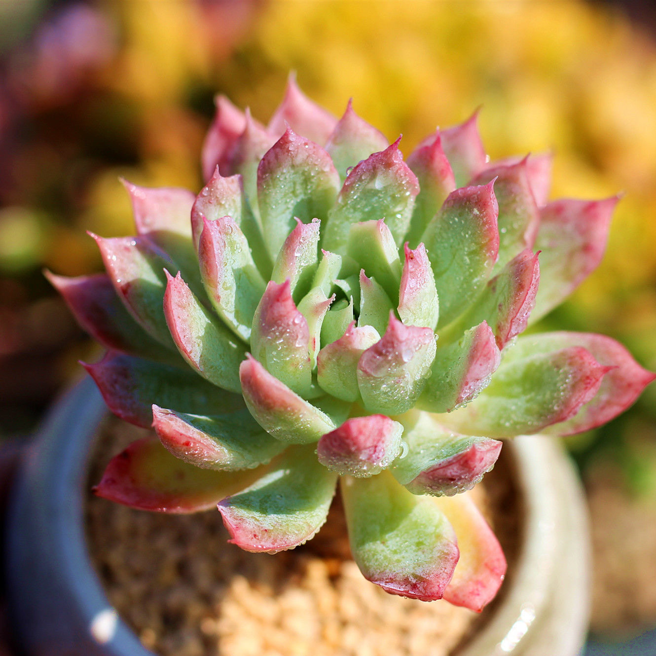 蓝安娜火焰杯多肉植物办公桌防辐射绿植盆栽创意迷你花卉净化空气