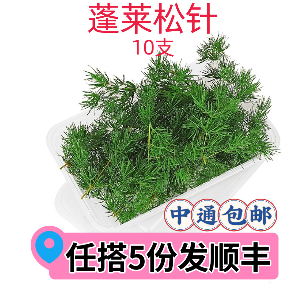 蓬莱松松树针叶西餐摆盘装饰