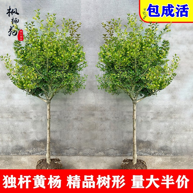 独杆黄杨树苗小叶瓜子球盆