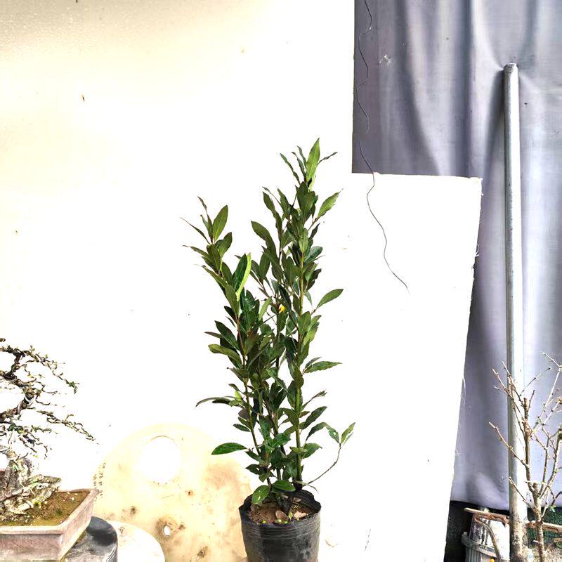 香叶树苗食用中药材香料做菜用调料地中海月桂苗南方植物四季常青图片
