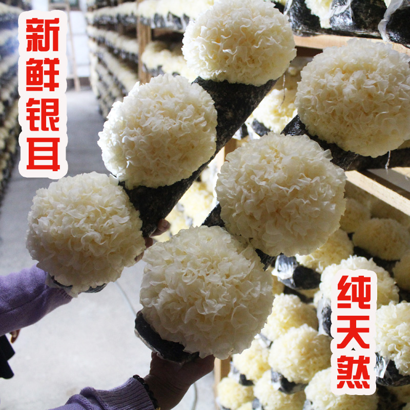 古田新鲜银耳 雪耳白木耳活耳包邮软糯胶鲜活耳3朵试吃装顺丰包邮