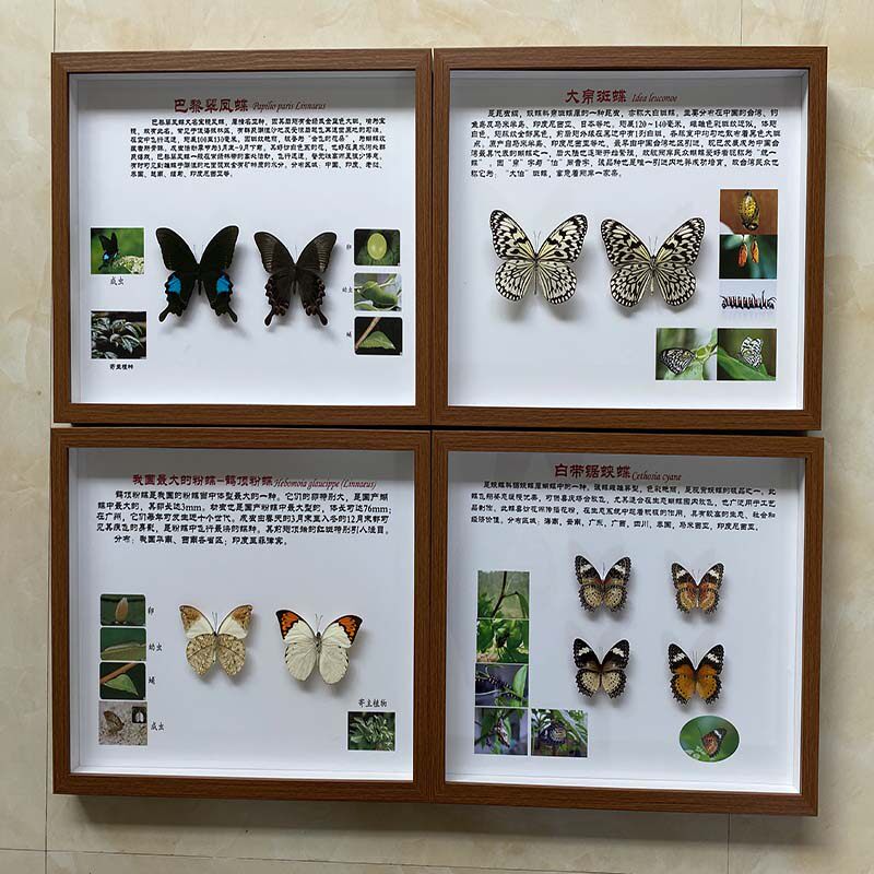 真昆虫蝴蝶标本科普教学科技馆博物馆标本馆展示框挂画