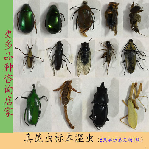 昆虫标本湿虫简易包装锹甲虫学生