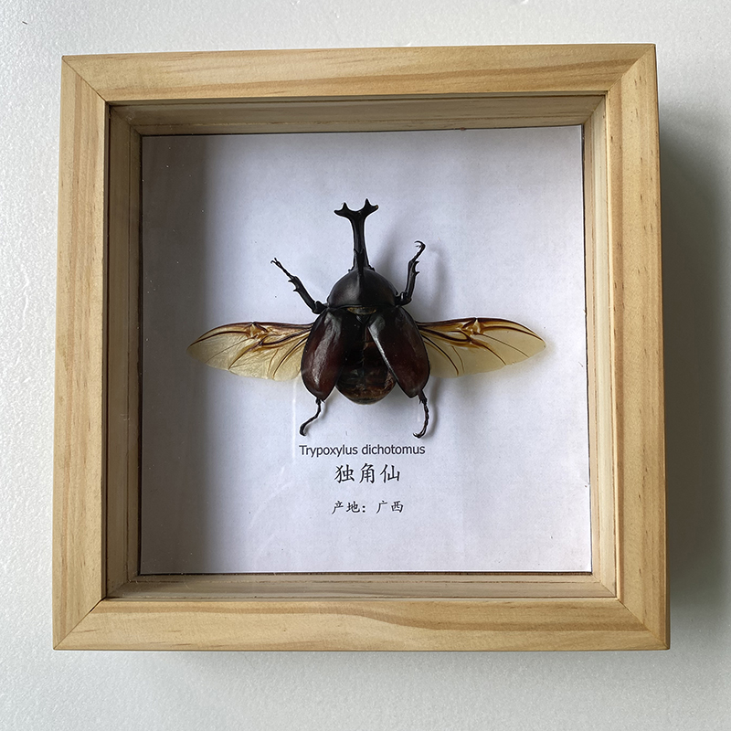 特龍昆蟲標本禮物裝飾畫獨角仙