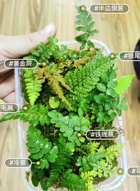 山上野采原生态蕨类迷你植物套餐微景观雨林缸造景材料苔藓小型蕨