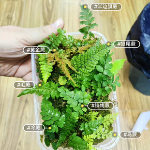 山上野采原生态蕨类迷你植物套餐微景观雨林缸造景材料苔藓小型蕨
