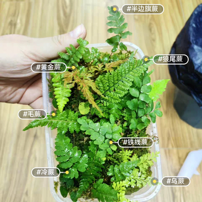 山上野采原生态蕨类迷你植物套餐微景观雨林缸造景材料苔藓小型蕨