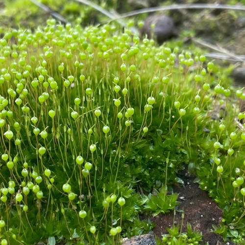 带孢子苔藓葫芦藓教学专用学术带孢子蕨类植物肾蕨芒萁学生作业