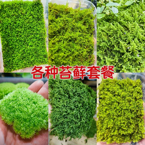 微景观鲜活苔藓青苔白发藓金发藓短绒藓雨林缸生态瓶造景盆景铺面