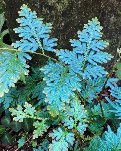 翠云草变色龙 反蓝光植物雨林缸生态瓶蓝玉蕨造景材料迷你爬藤类