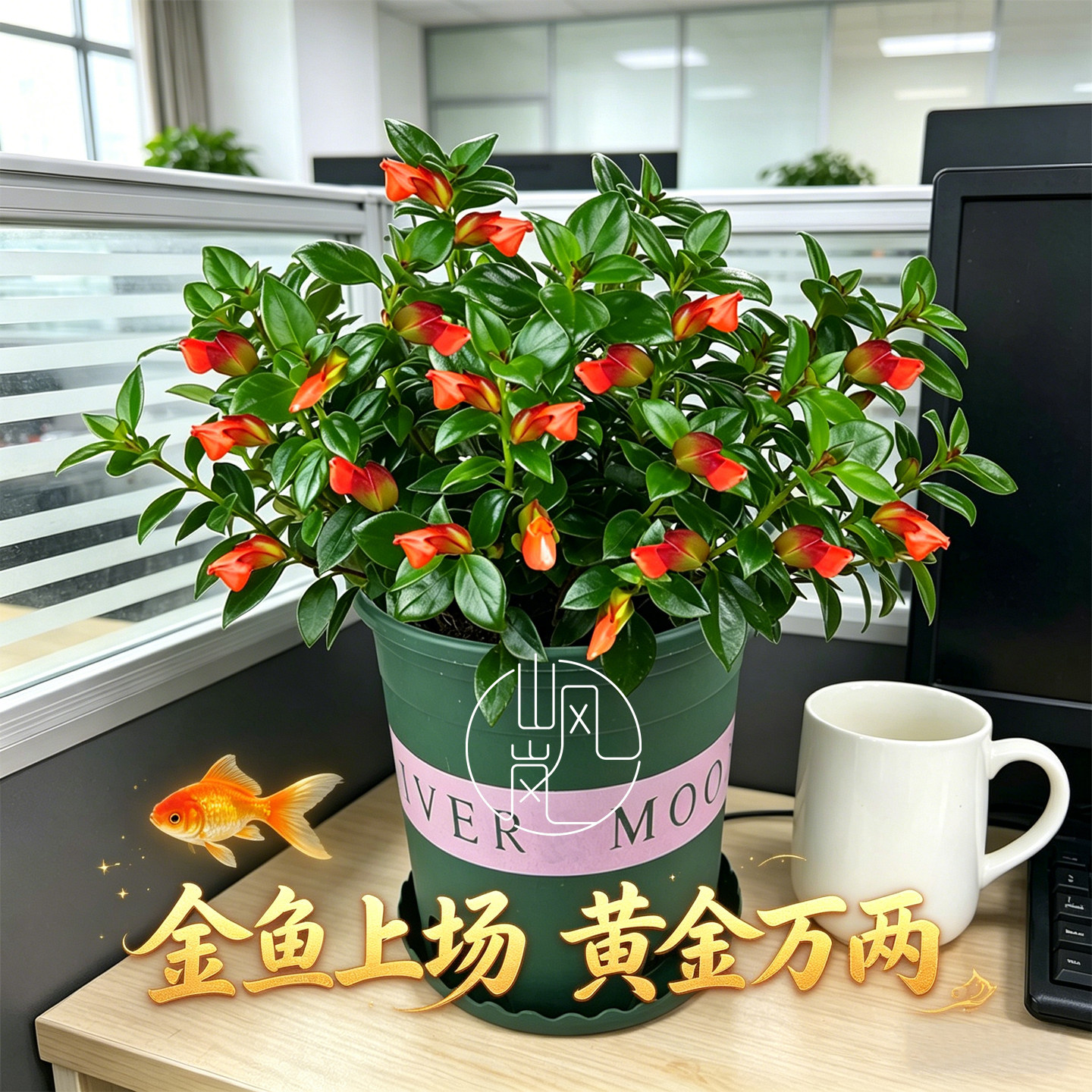 山风岚好养金鱼花盆栽客厅阳台