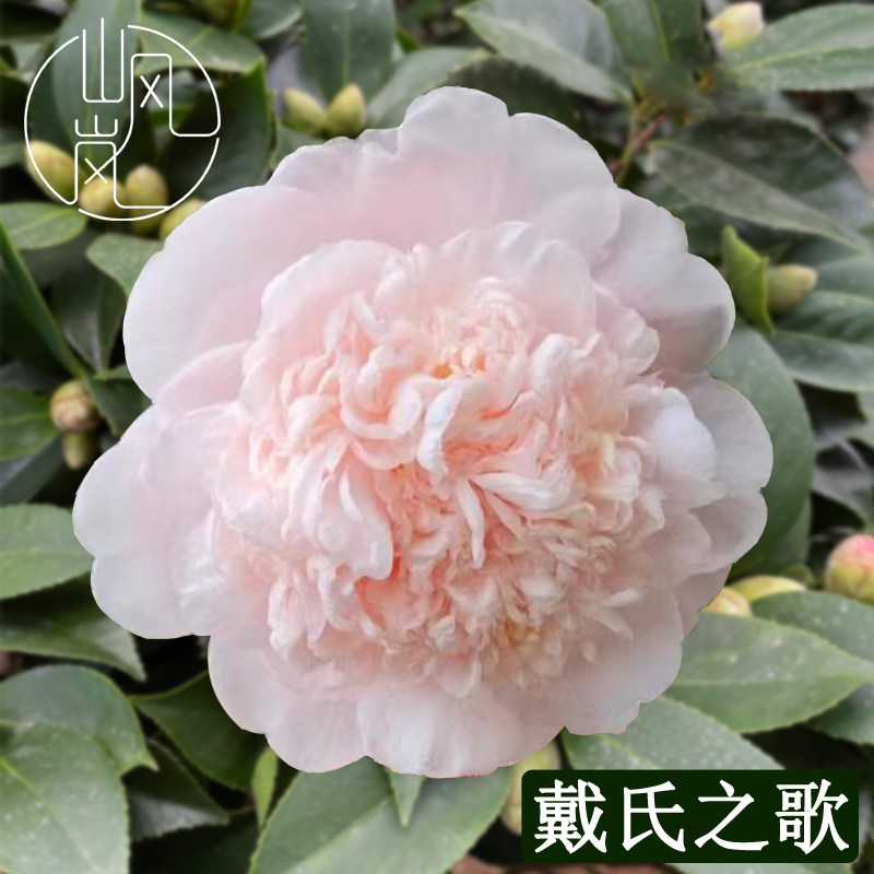 【戴氏之歌】正品山茶花树苗花卉盆栽名贵品种带花苞绿植好养植物