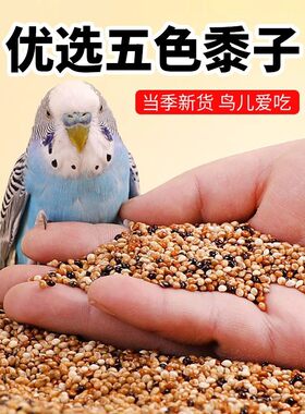 宠物鸟粮五色黍子家养鸟谷子饲料