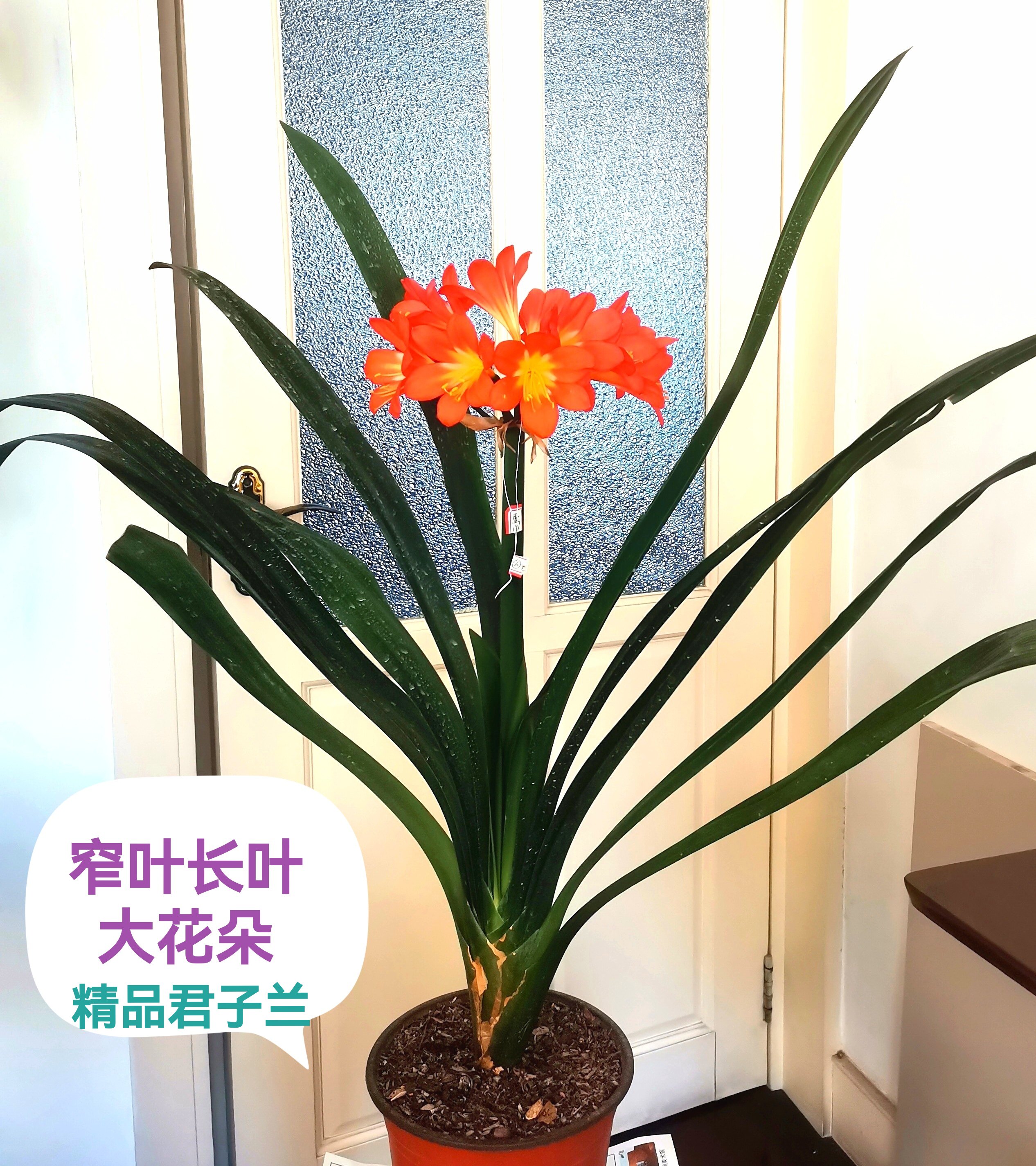 东北鞍山君子兰窄叶长叶细叶尖头花苗大花朵精品高端室内绿植桌面