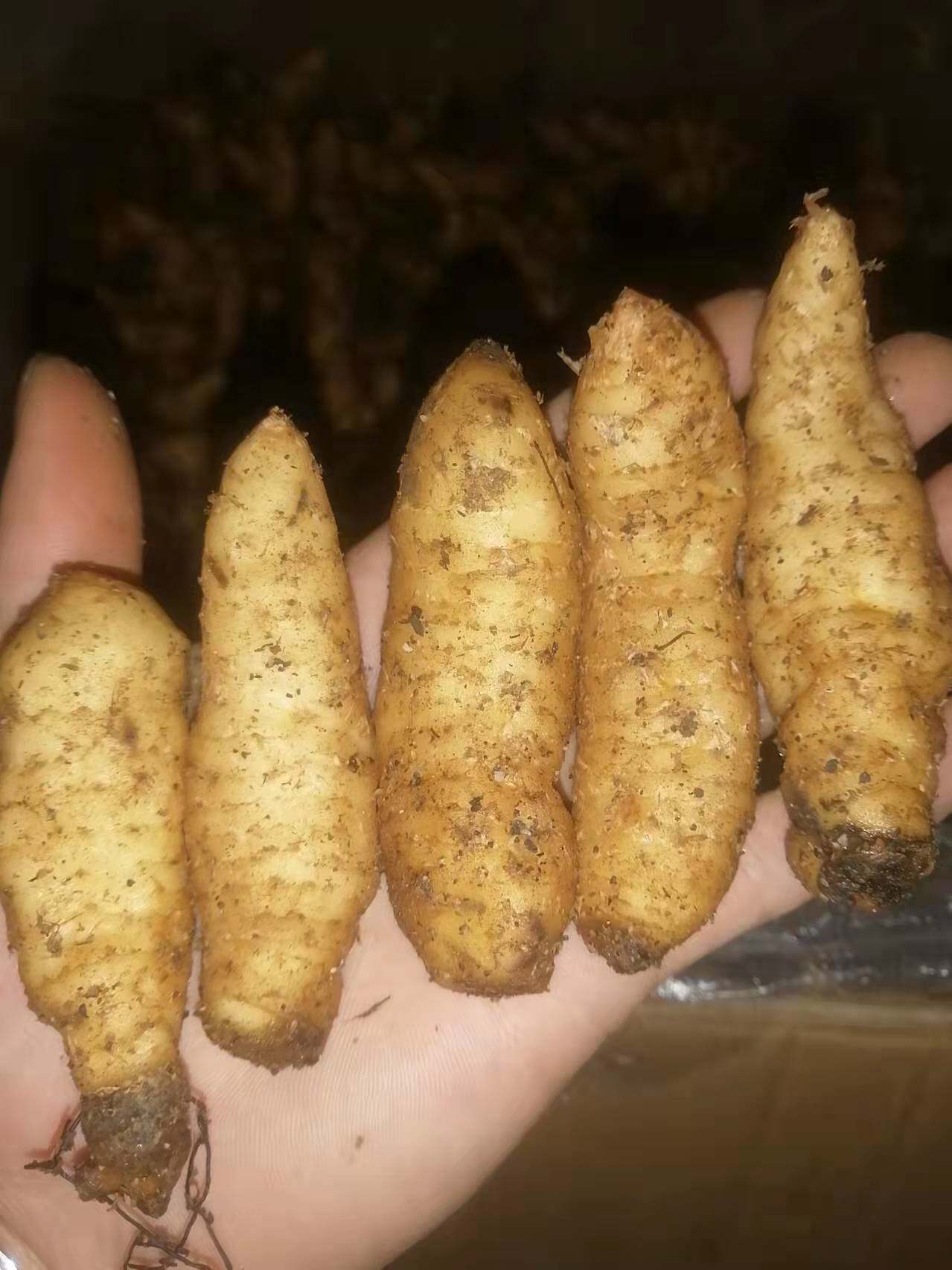 彝良高山仿野生一年半红嘴麻种图片