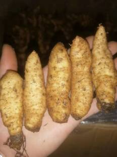 天麻野生特级昭通乌天麻种子，天麻零代种子天麻种植苗