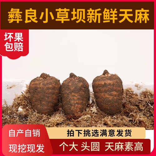云南昭通新鲜天麻特级《三斤送半斤》小草坝天麻新鲜坏果包赔