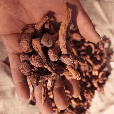 一宁家乡野生红菇松树伞蘑菇干半斤包邮