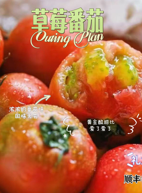 供港草莓番茄超级浓郁黄金酸甜比礼盒顺丰包邮