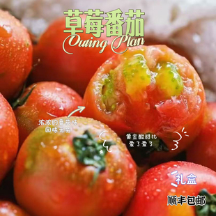 供港草莓番茄超级浓郁黄金酸甜比礼盒顺丰包邮