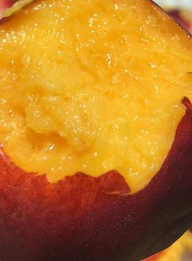 澳州黄油桃超甜油桃软糯香甜顺丰包邮