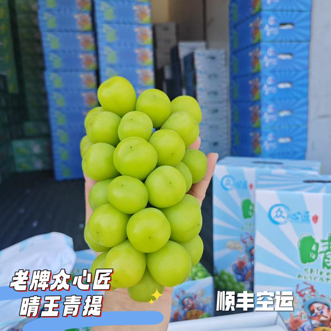 晴王青提花香味葡萄日本品种超大葡萄/提子