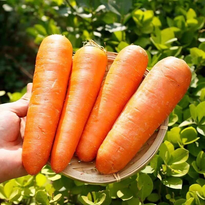 现挖净菜胡萝卜生吃甜脆水果萝卜新鲜包邮