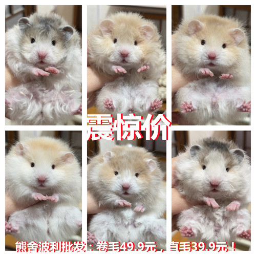 家养卷毛金丝熊活物仓鼠稀有卷毛黑火蜜波利纯银肉桂仓鼠