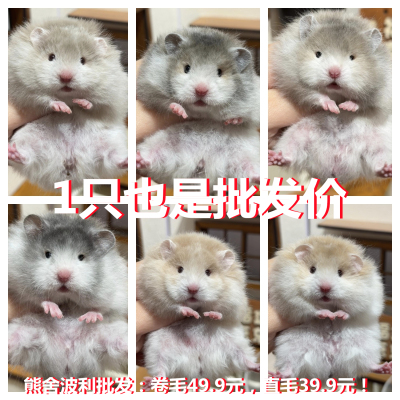 家养超温顺银鸽灰丁香金丝熊卷毛西施仓鼠小宠物活物健康包活免邮