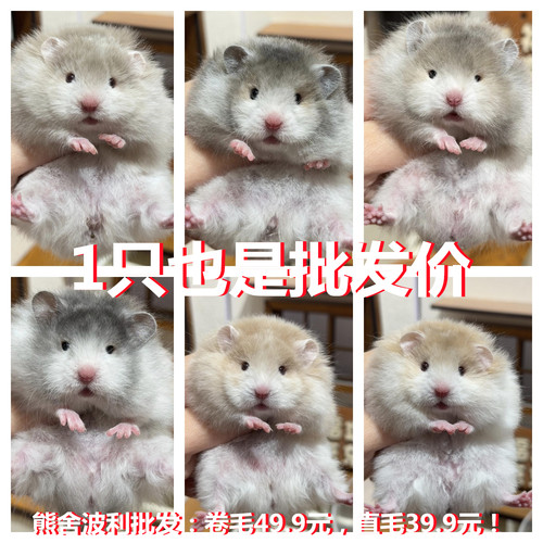 家养超温顺银鸽灰丁香金丝熊卷毛西施仓鼠小宠物活物健康包活免邮