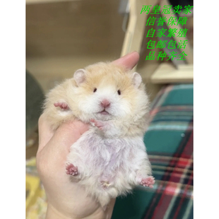 仓鼠活物金丝熊活体侏儒苍鼠三线紫仓布丁波利小宠家养繁殖卷毛鼠