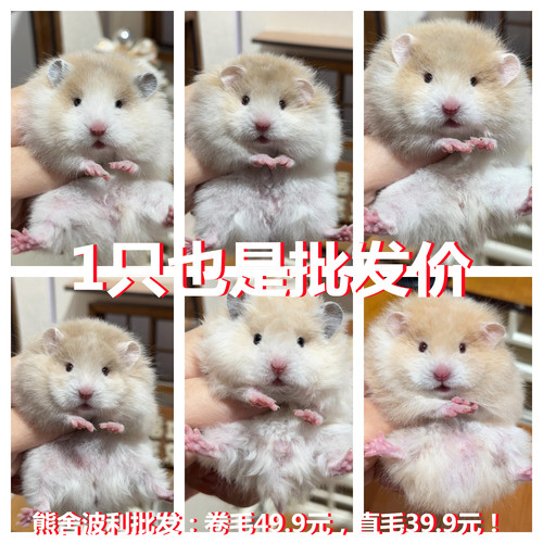 宠物仓鼠活体紫仓三线布丁波利公金丝熊小仓鼠活物家养繁殖卷毛鼠
