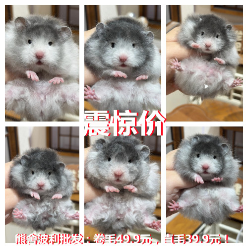 家养卷毛小仓鼠活物富养繁殖波利侏儒鼠幼崽金丝熊情侣广州发货