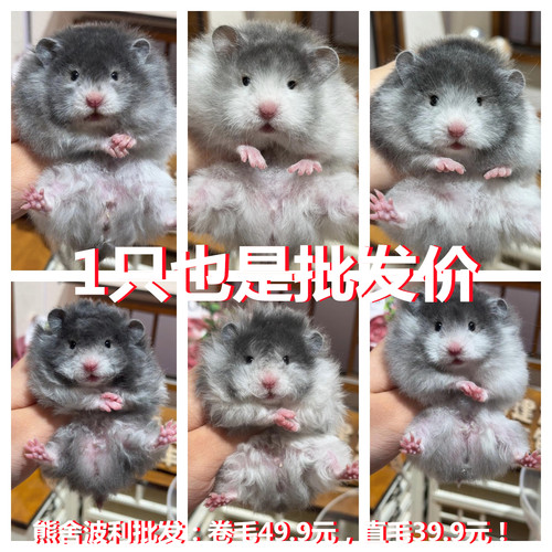 小仓鼠活物包活包邮宠物银狐布丁三线紫仓奶茶情侣幼崽一对情侣