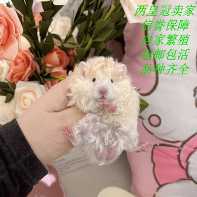 金丝熊活物富养繁殖火黑蜜黄波利肉桂稀有卷毛卷毛波利小宠物仓鼠