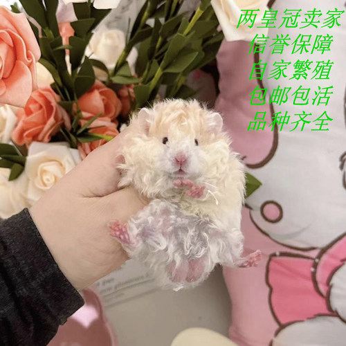 金丝熊活物富养繁殖火黑蜜黄波利肉桂稀有卷毛卷毛波利小宠物仓鼠