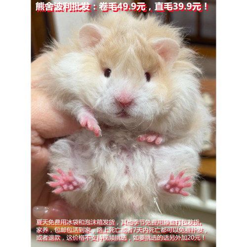 巨型仓鼠纯种金丝熊米熊长毛虎纹熊奶牛熊眼圈熊纯银宝宝金狐奶茶