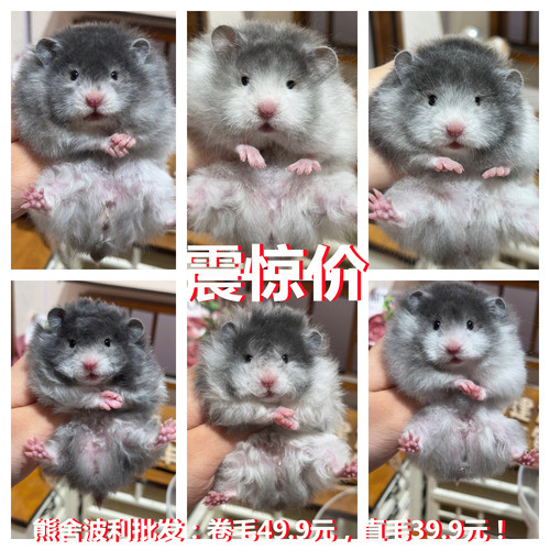 家养超级可爱的卷毛黄波利纹金丝熊仓鼠活物 自家繁殖 小宠物亲人